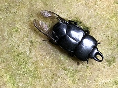 Hololepta