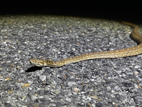 Coastal Carpet Python sighting