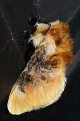 Megalopyge xanthopasa