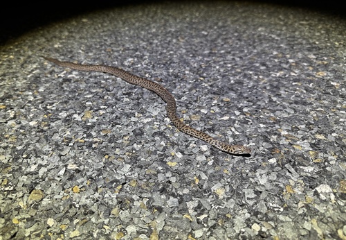 Spotted Python sighting