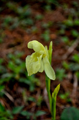 Roscoea cautleyoides