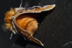 Megalopyge xanthopasa