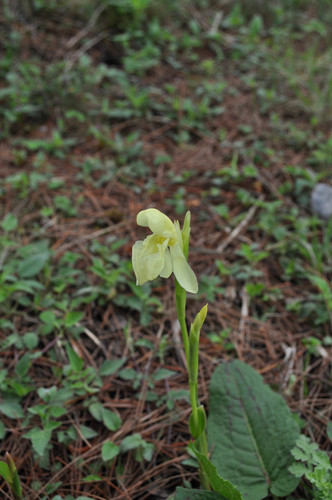 Roscoea cautleyoides, photograph 2