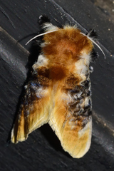 Megalopyge xanthopasa