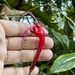Aeschynanthus longiflorus (Blume) A.DC.