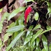 Aeschynanthus longiflorus (Blume) A.DC. 2