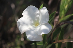 Mandevilla hypoleuca