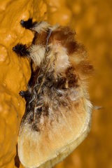 Megalopyge xanthopasa