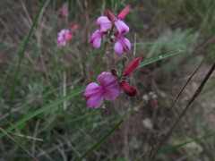 Indigofera sp-aff-platypoda
