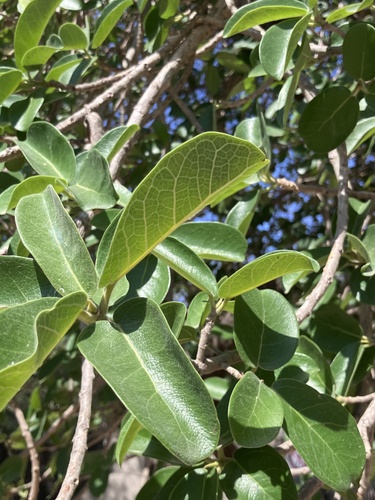 lowveld fig (Ficus stuhlmannii)