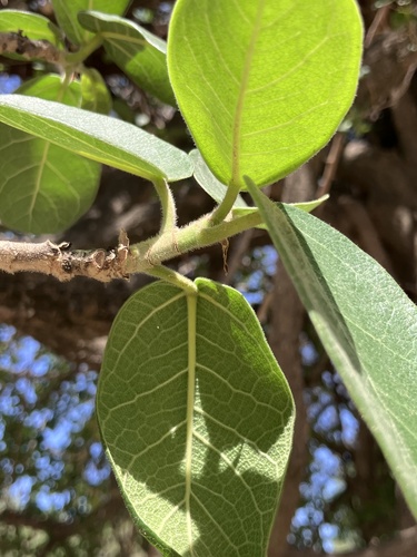 Ficus stuhlmannii, photograph 2