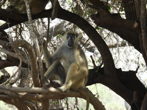 Yellow Baboon, Rufiji, Tanzania, photo 9 of 10