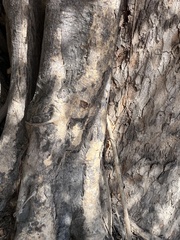 Ficus stuhlmannii, photograph author not stated, no rights reserved