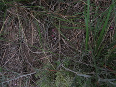 Indigofera sp-aff-platypoda