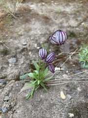 Silene uralensis