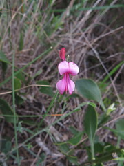 Indigofera sp-aff-platypoda