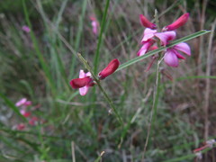 Indigofera sp-aff-platypoda