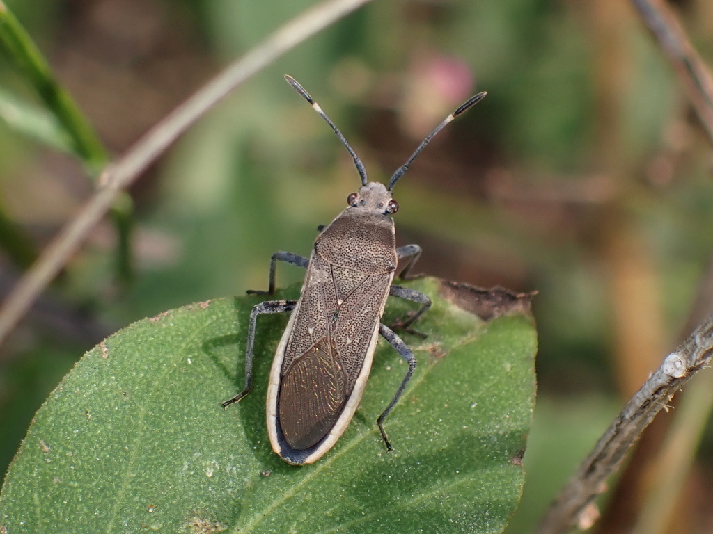 Catorhintha texana
