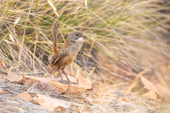 Short-Tailed Grasswren photo 2