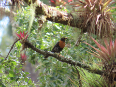 Turdus rufitorques