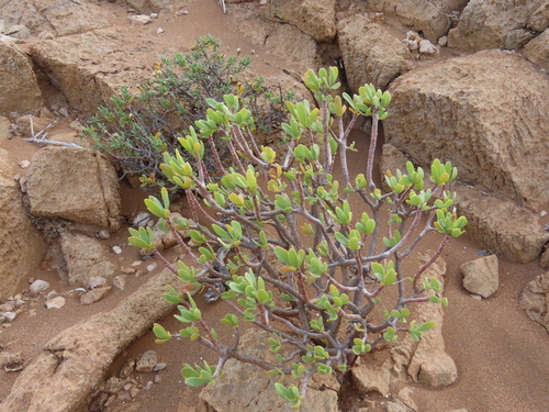 Othonna lasiocarpa