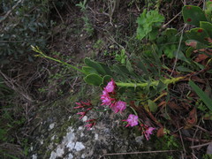Limonium peregrinum