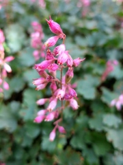 Heuchera pulchella