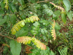 Weinmannia pubescens