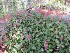 Heuchera pulchella