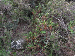Limonium peregrinum