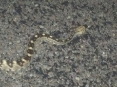 Crotalus ornatus
