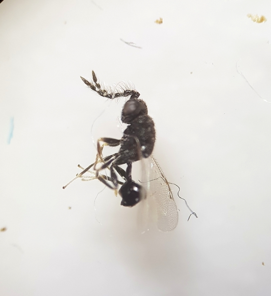 Eurytoma curta