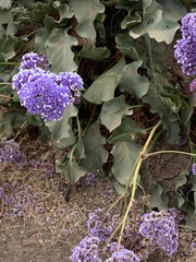 Limonium perezii