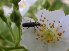 Idiopidonia pedalis