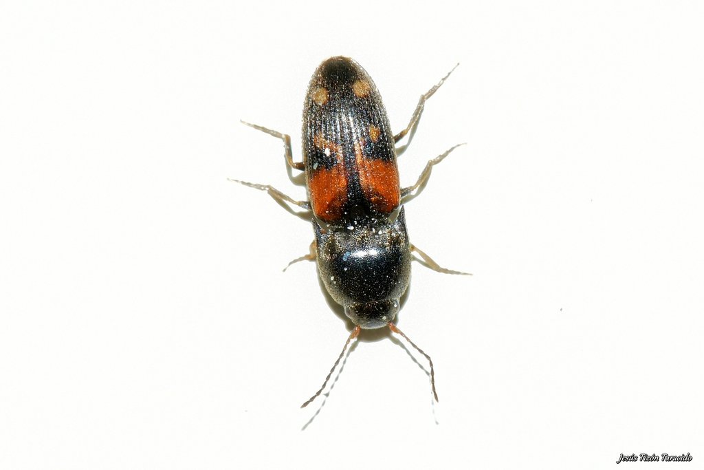 Drasterius bimaculatus