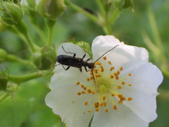 Idiopidonia pedalis