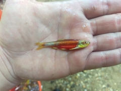 Notropis lutipinnis