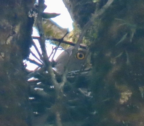 Henst's Goshawk (Astur henstii), photo 1