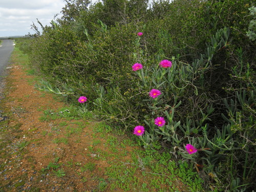 Image of Carpobrotus quadrifidus by (c) Jeremy Gilmore, some rights reserved (CC BY)