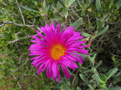 Carpobrotus quadrifidus