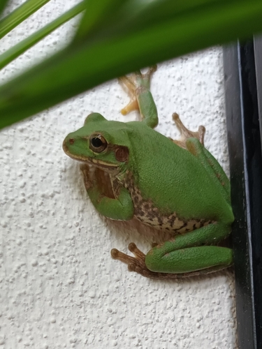 Mexican Treefrog