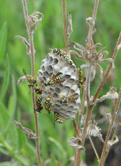 Polistes mongolicus