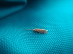 Annulipalpia