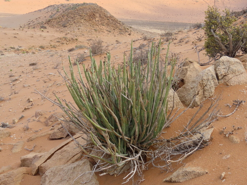 Thickstem Milkbush (Euphorbia dregeana)
