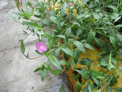 Oenothera rosea
