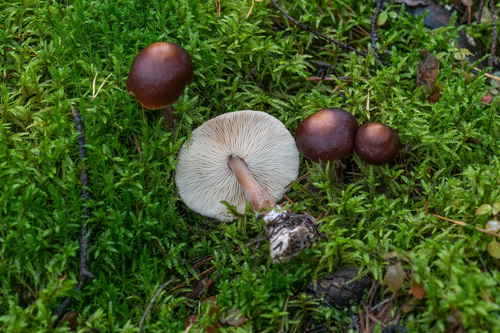 Rhodocollybia butyracea