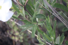 Mandevilla hypoleuca