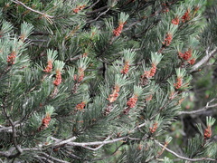 Pinus uncinata uliginosa