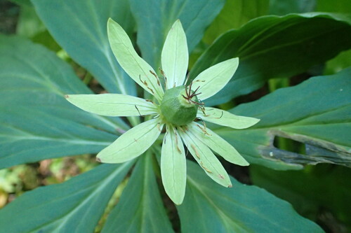 Kinugasaso (Kinugasa japonica)