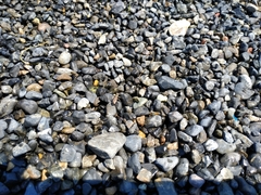 Cylindera descendens